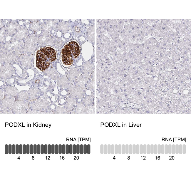 PODXL Antibody in Immunohistochemistry (Paraffin) (IHC (P))
