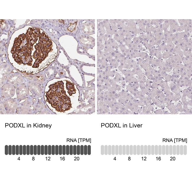 PODXL Antibody in Immunohistochemistry (Paraffin) (IHC (P))
