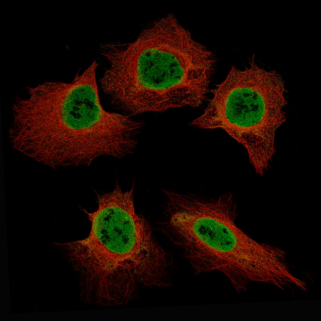 EZH2 Antibody in Immunocytochemistry (ICC/IF)