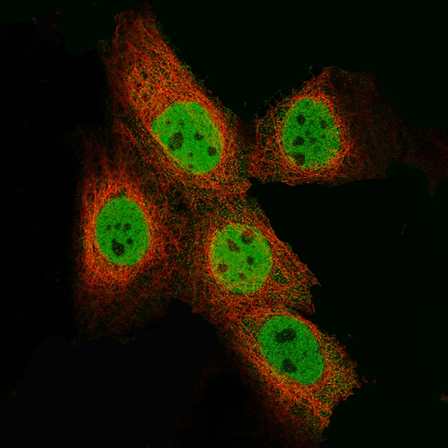 EZH2 Antibody in Immunocytochemistry (ICC/IF)