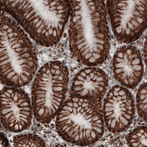 COX4 Antibody in Immunohistochemistry (Paraffin) (IHC (P))