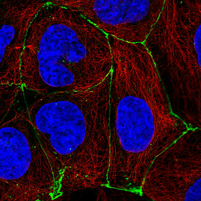 Occludin Antibody in Immunocytochemistry (ICC/IF)