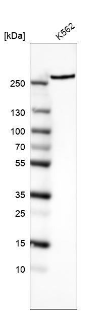 mTOR Antibody in Western Blot (WB)
