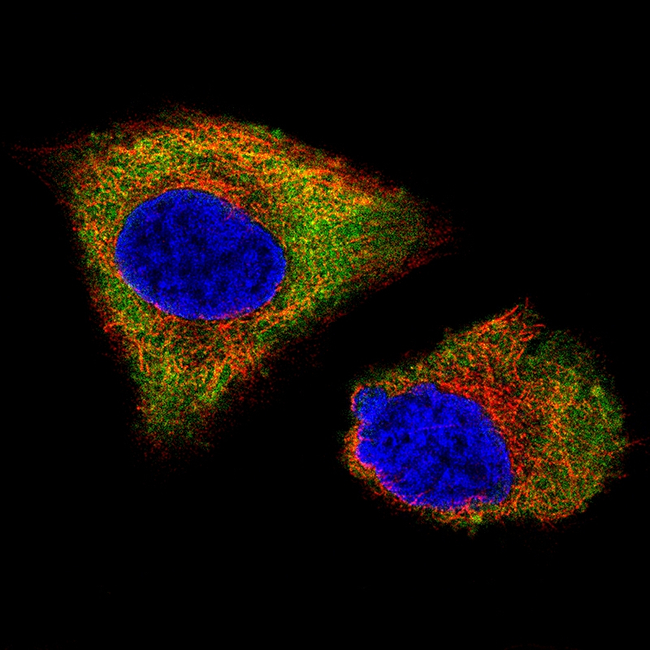PGP9.5 Antibody in Immunocytochemistry (ICC/IF)