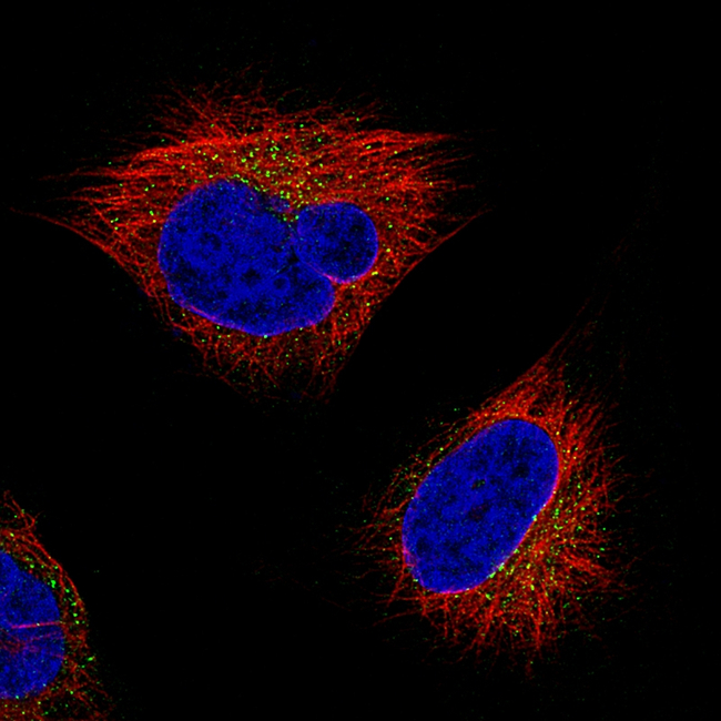 beta Actin Antibody in Immunocytochemistry (ICC/IF)