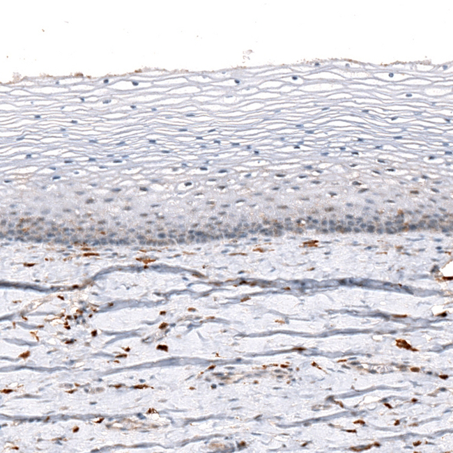 IBA1 Antibody in Immunohistochemistry (Paraffin) (IHC (P))