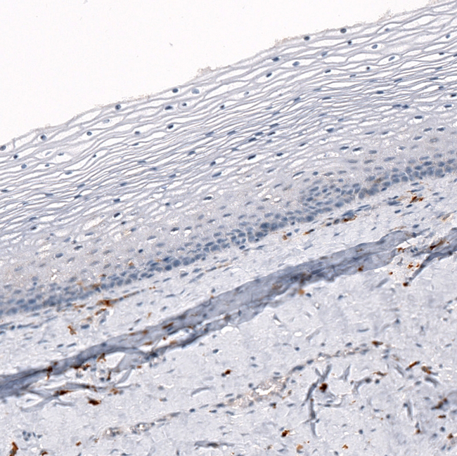 IBA1 Antibody in Immunohistochemistry (Paraffin) (IHC (P))