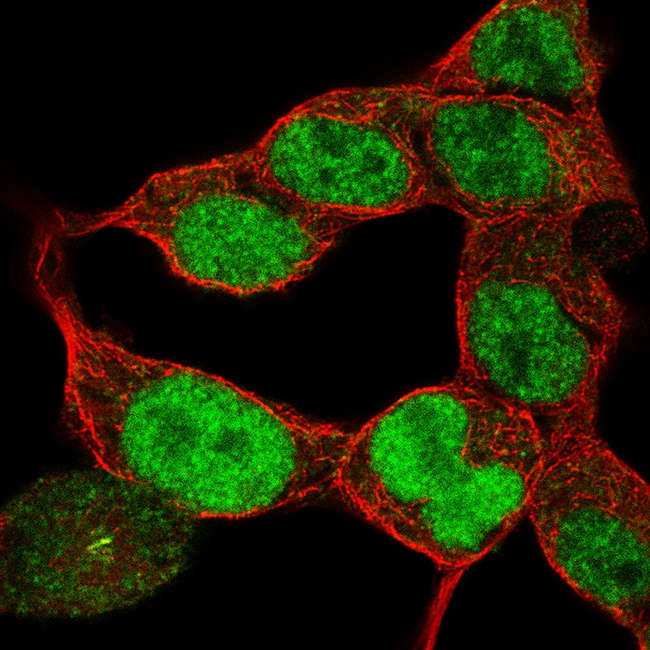 PAX6 Antibody in Immunocytochemistry (ICC/IF)