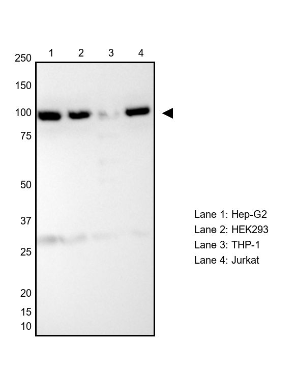VCP Antibody in Western Blot (WB)