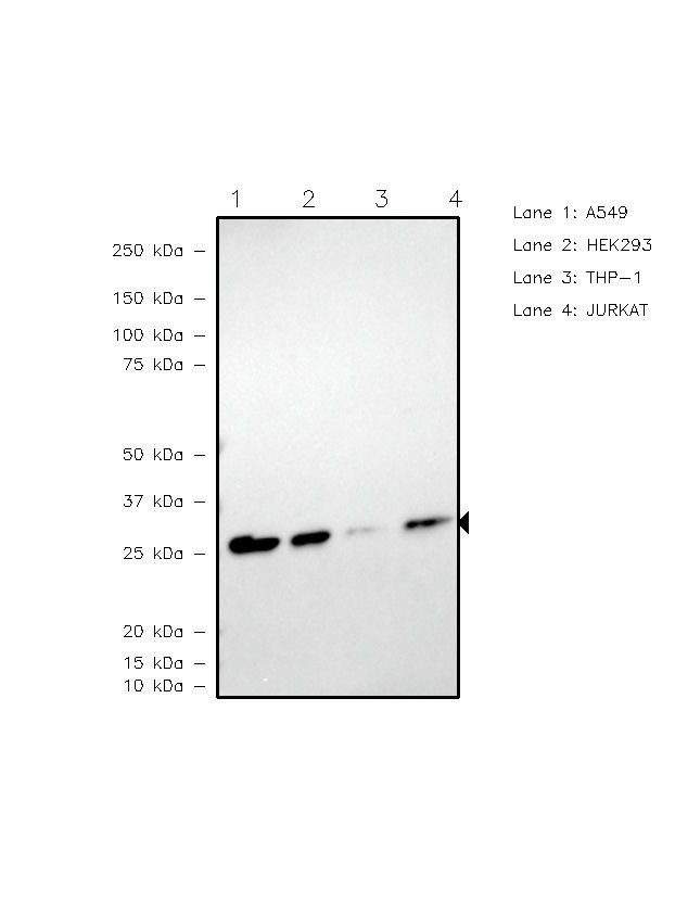 TPI1 Antibody in Western Blot (WB)