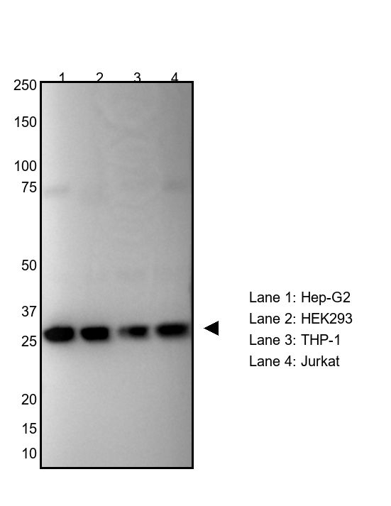 TPI1 Antibody in Western Blot (WB)