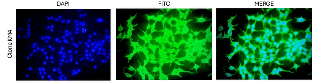 SPON1 Antibody in Immunocytochemistry (ICC/IF)