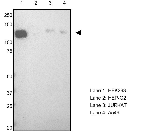 Kinesin 5A Antibody in Western Blot (WB)
