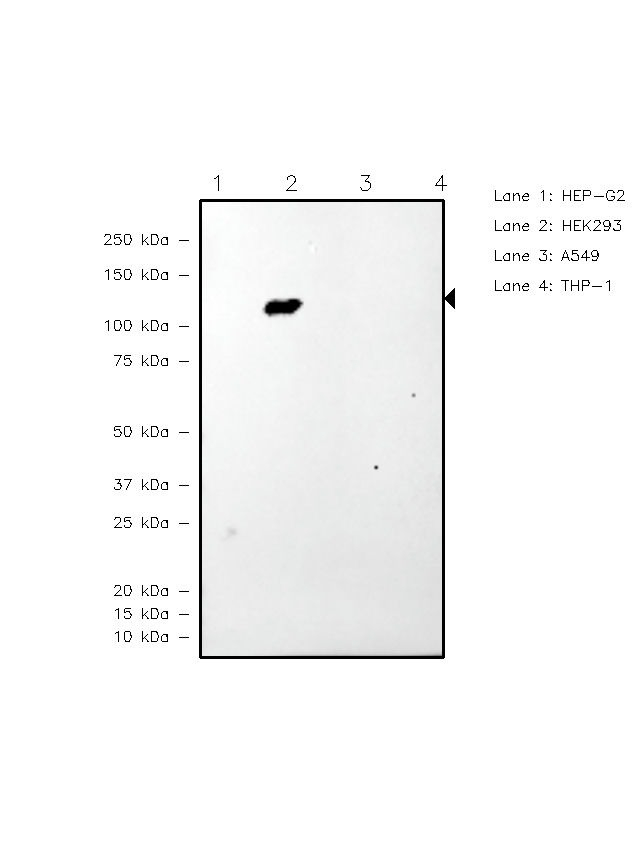 Kinesin 5A Antibody in Western Blot (WB)