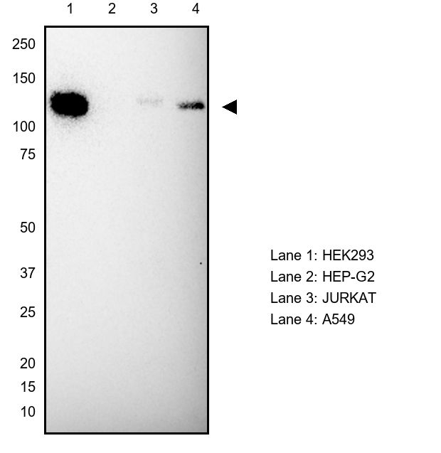 Kinesin 5A Antibody in Western Blot (WB)