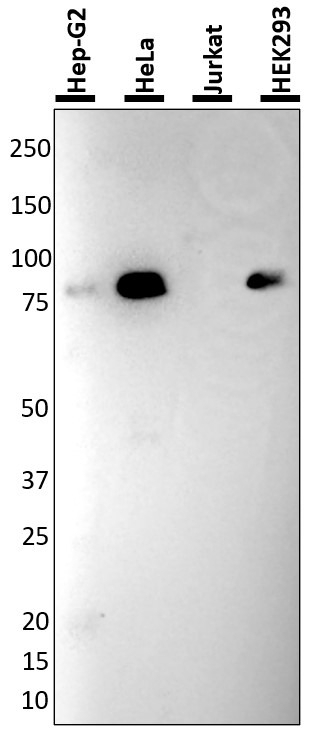 Gelsolin Antibody in Western Blot (WB)