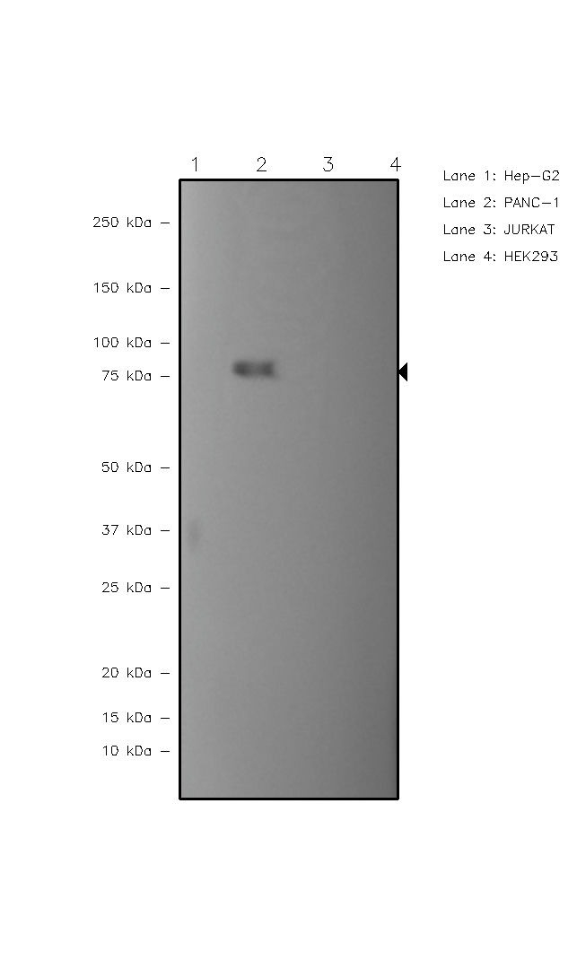 Gelsolin Antibody in Western Blot (WB)
