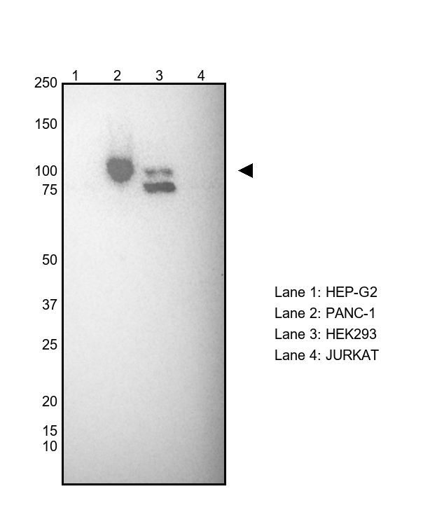 Gelsolin Antibody in Western Blot (WB)
