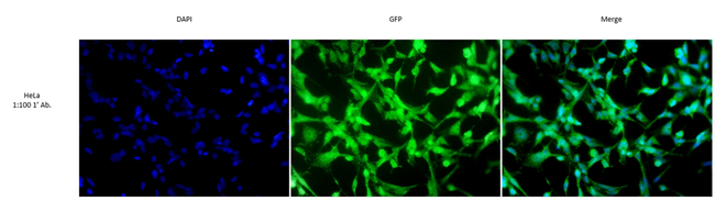 FTO Antibody in Immunocytochemistry (ICC/IF)