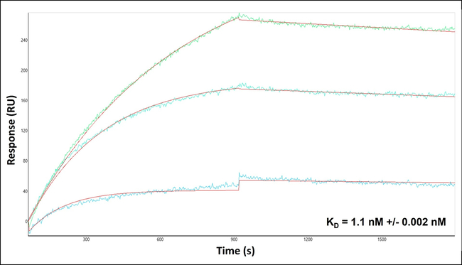 BMI-1 Antibody in Surface plasmon resonance (SPR)
