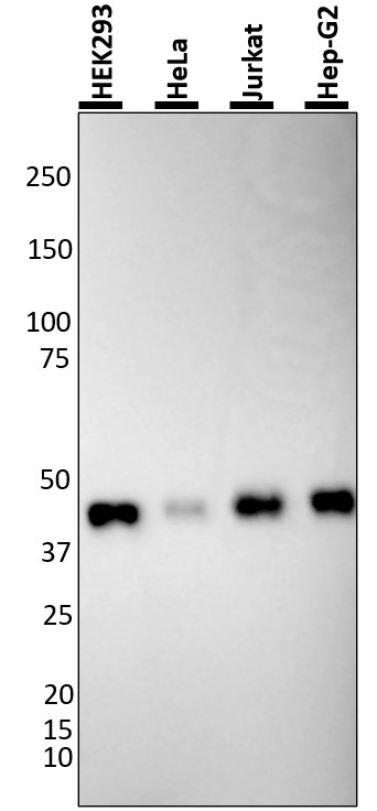 BMI-1 Antibody in Western Blot (WB)