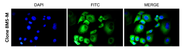 NFkB p50 Antibody in Immunocytochemistry (ICC/IF)