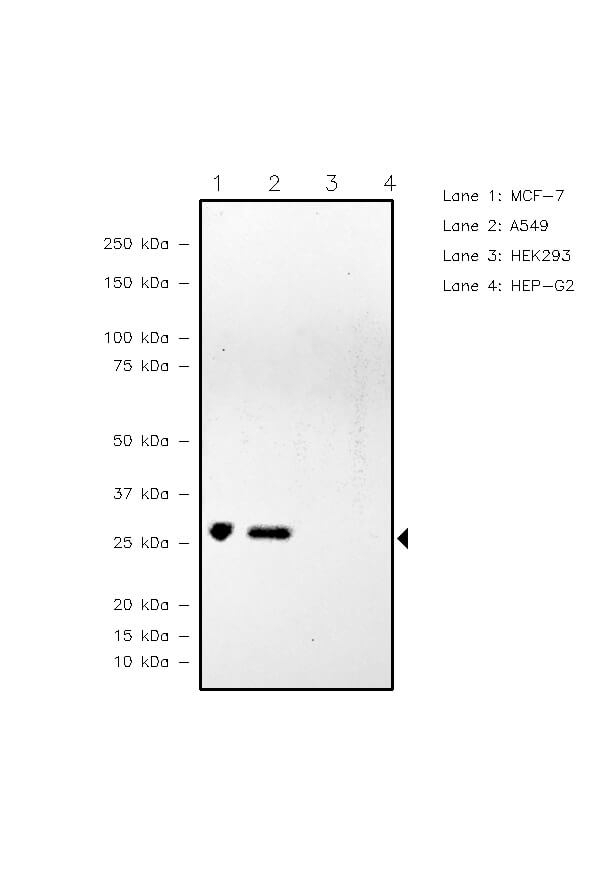 14-3-3 zeta Antibody in Western Blot (WB)