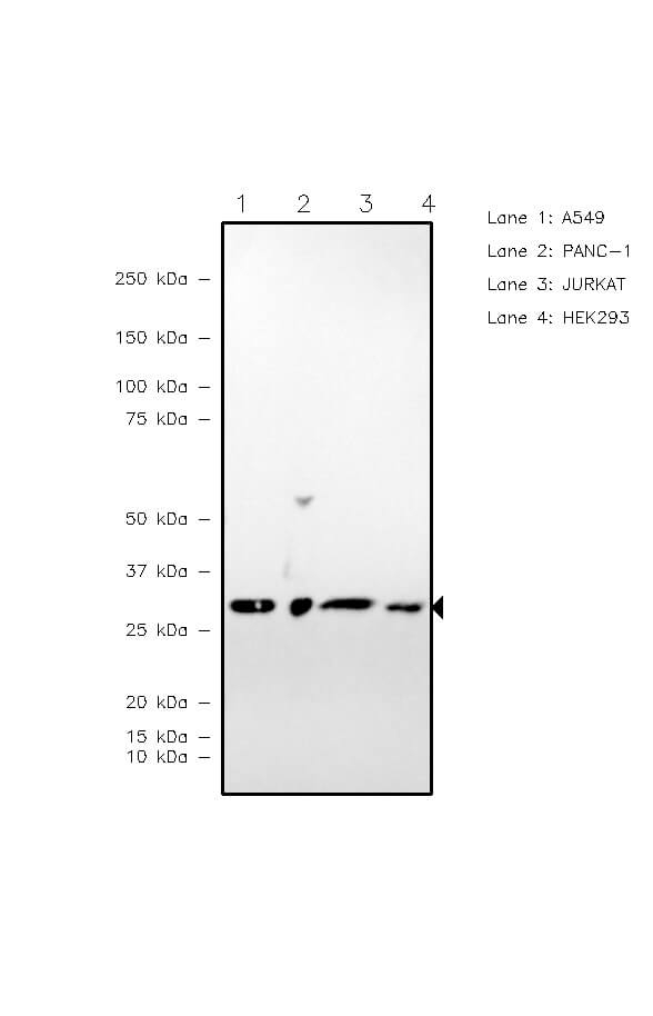 14-3-3 gamma Antibody in Western Blot (WB)