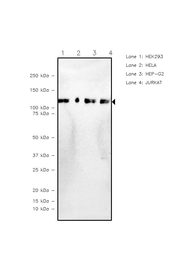 UBA1 Antibody in Western Blot (WB)