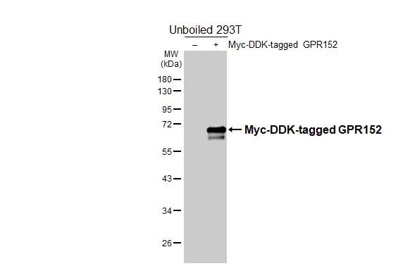 GPR152 Antibody in Western Blot (WB)