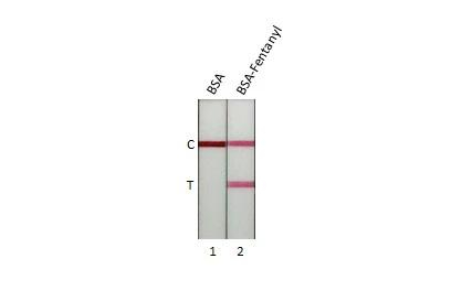 Fentanyl Antibody in Lateral Flow (LF)