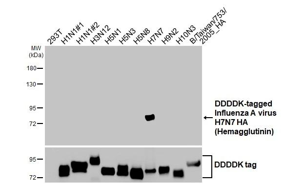 Influenza A H7N7 NA Antibody in Western Blot (WB)