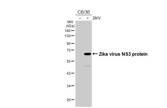 Zika Virus NS3 Antibody in Western Blot (WB)