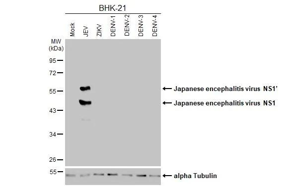 Japanese Encephalitis Virus NS1 Antibody in Western Blot (WB)