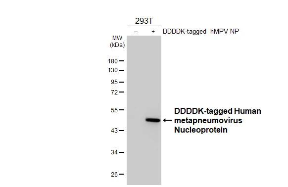 Metapneumovirus Nucleoprotein Antibody in Western Blot (WB)