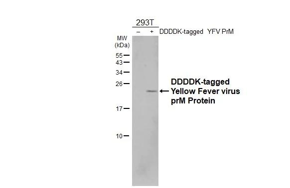 Yellow Fever Virus prM Antibody in Western Blot (WB)