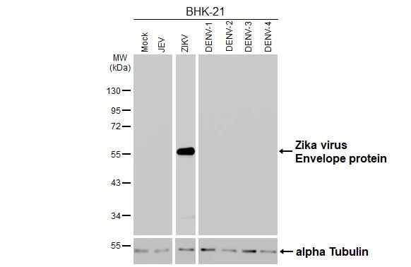 Zika Virus Envelope Antibody in Western Blot (WB)