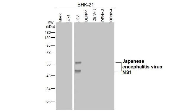 Japanese Encephalitis Virus NS1 Antibody in Western Blot (WB)