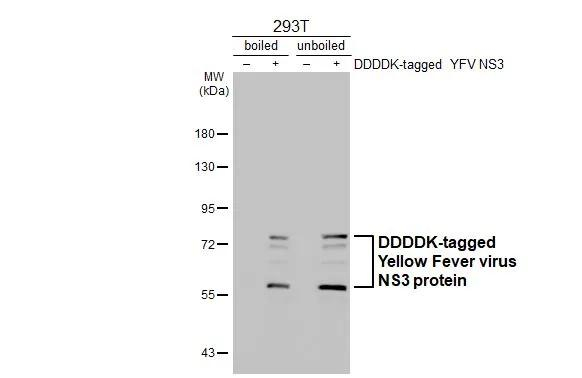 Yellow Fever Virus NS3 Antibody in Western Blot (WB)