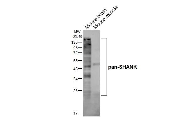 Pan SHANK Antibody in Western Blot (WB)