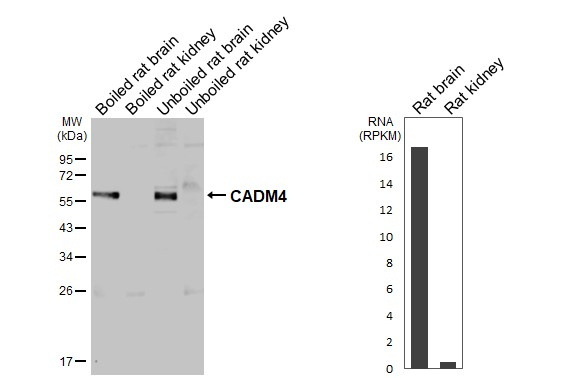 CADM4 Antibody in Western Blot (WB)