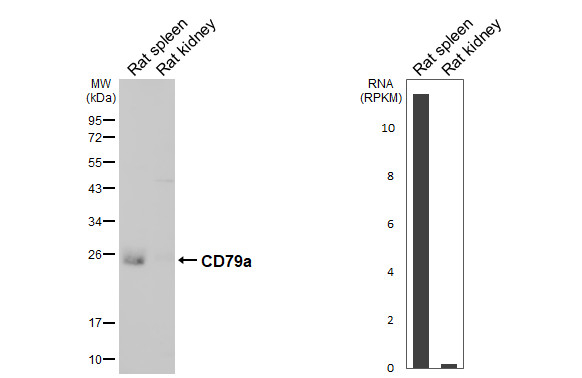 CD79a Antibody in Western Blot (WB)