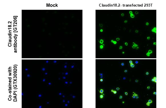 Claudin 18.2 Antibody in Immunocytochemistry (ICC/IF)