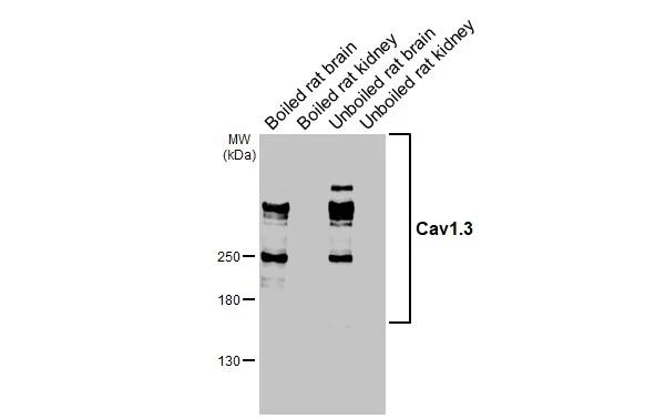 CaV1.3 Antibody in Western Blot (WB)
