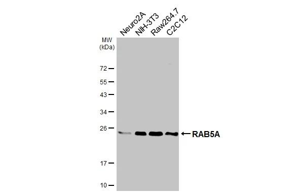 RAB5A Antibody in Western Blot (WB)