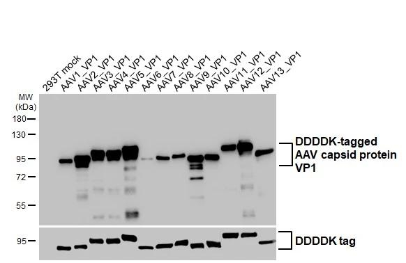 AAV Virus VP1/2/3 Antibody in Western Blot (WB)