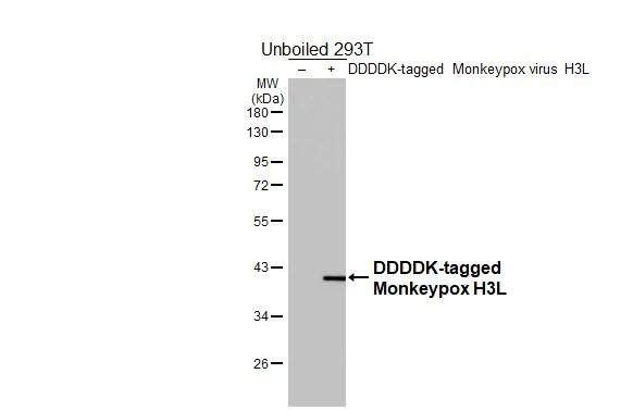 Monkeypox Virus H3 Envelope Antibody in Western Blot (WB)