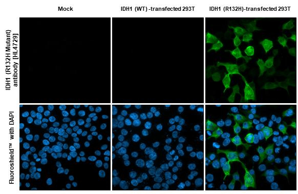 IDH1 (R132H) Antibody in Immunocytochemistry (ICC/IF)