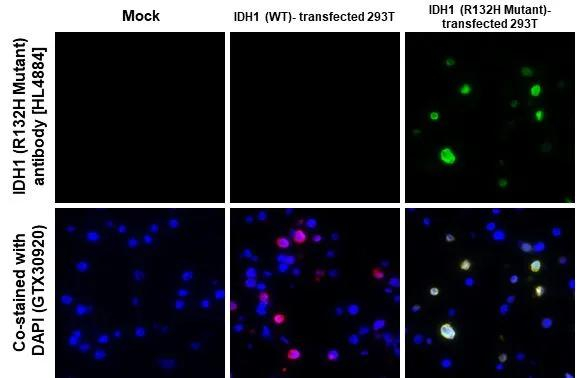 IDH1 (R132H) Antibody in Immunocytochemistry (ICC/IF)