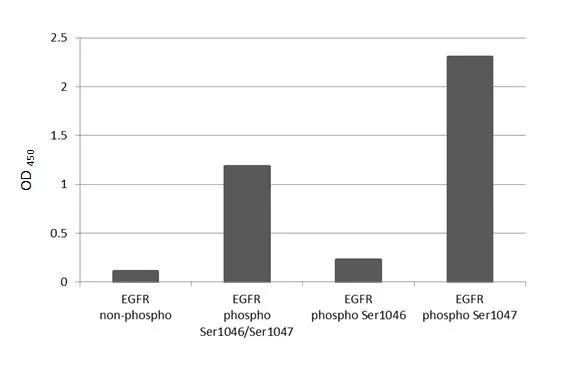 Phospho-EGFR (Ser1047) Antibody in ELISA (ELISA)